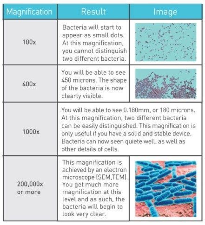 how much magnification to see bacteria
