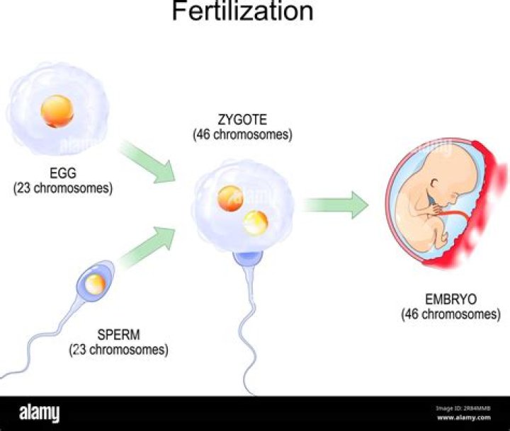 how much of a parent's genes does an egg or sperm cell have?