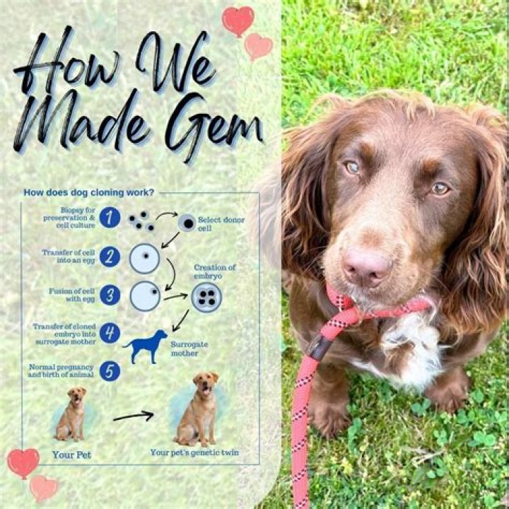 how much to clone a dog 2020