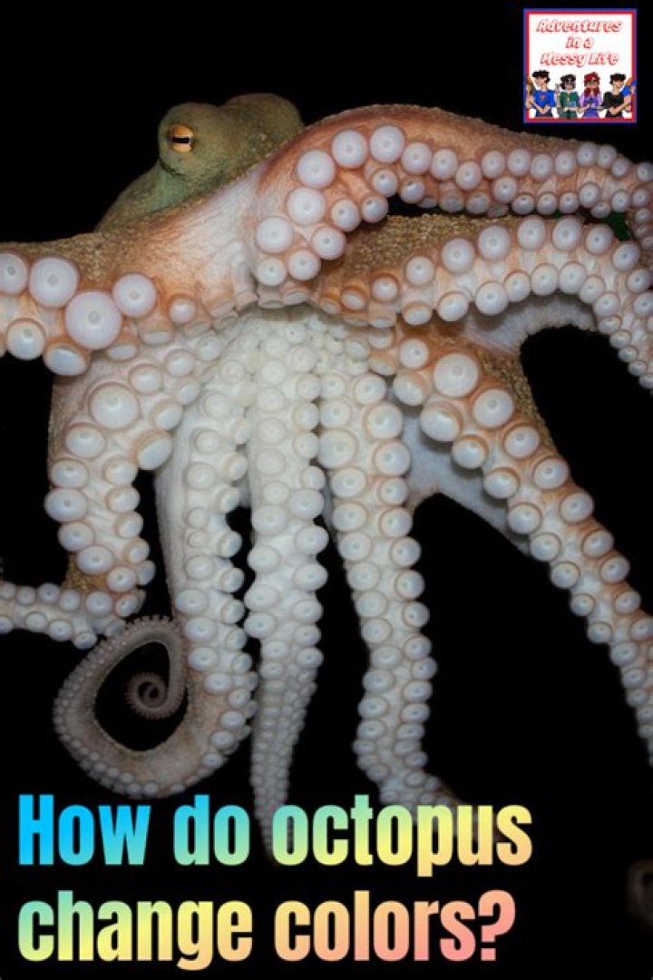 how octopus change color - Lisbd-net.com