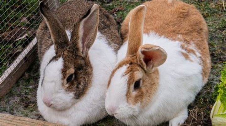 how often can rabbits breed
