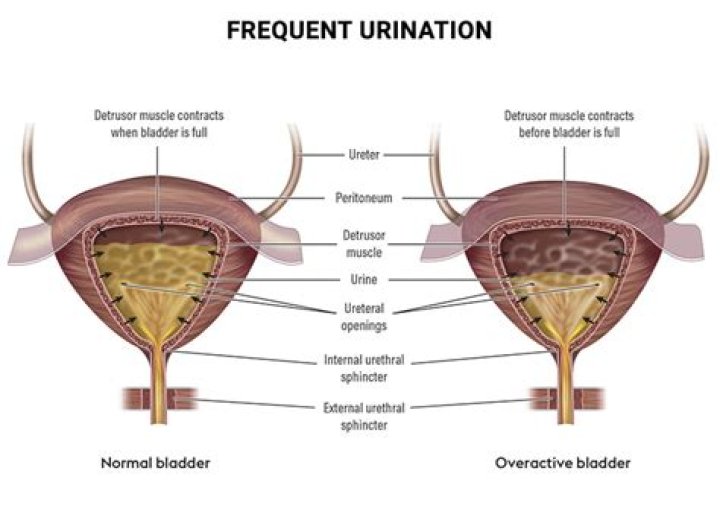 how often do camels urinate