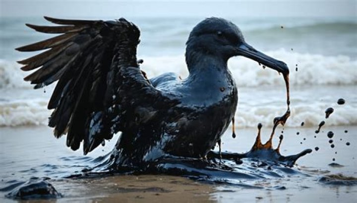 how oil spills affect animals