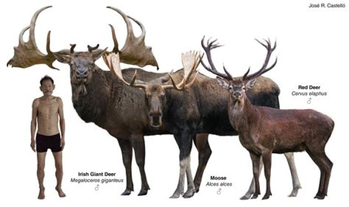 how old do elk get