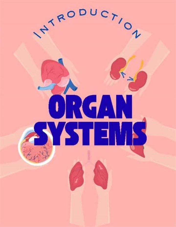 how organ systems work together