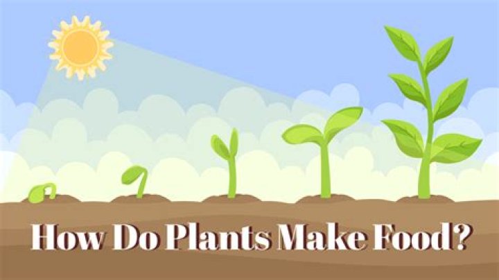 how plants make food - Lisbd-net.com