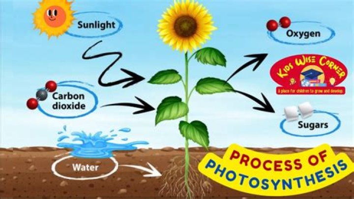 How Plants Make Their Own Food?