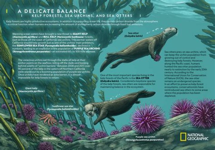 how sea otters help save the planet worksheet answers