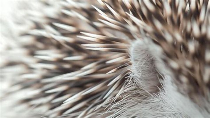 how sharp are hedgehog quills