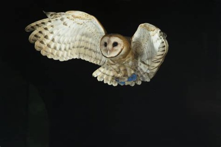 how strong are owls - Lisbd-net.com