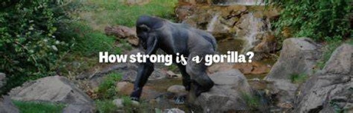 how strong is a lion's jaw