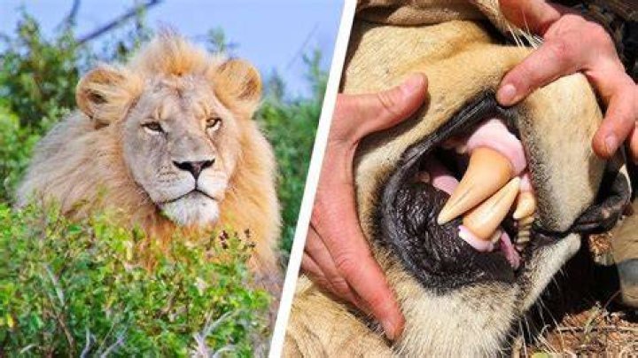 how strong is a lions bite
