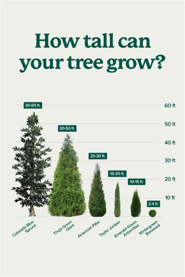 how tall are trees - Lisbd-net.com