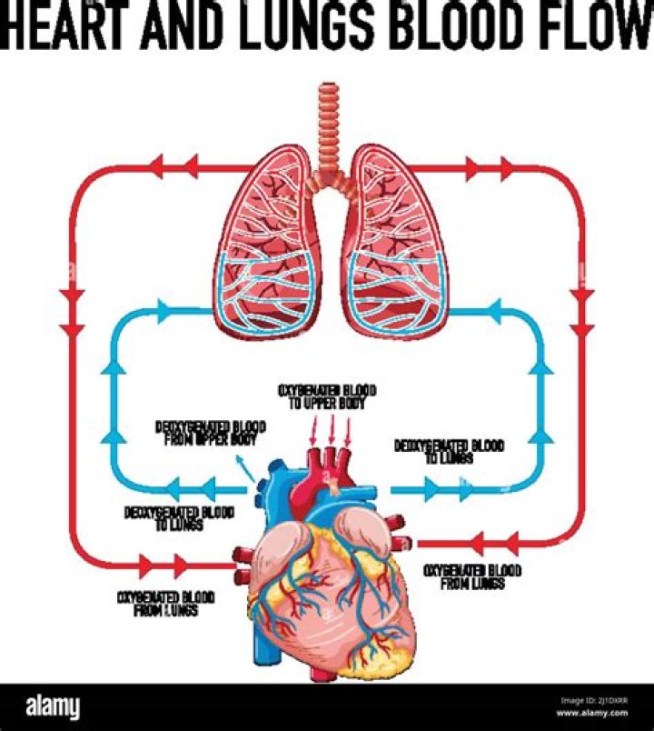how the heart and lungs work together