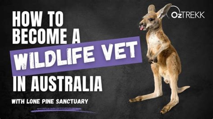 how to become a wildlife veterinarian