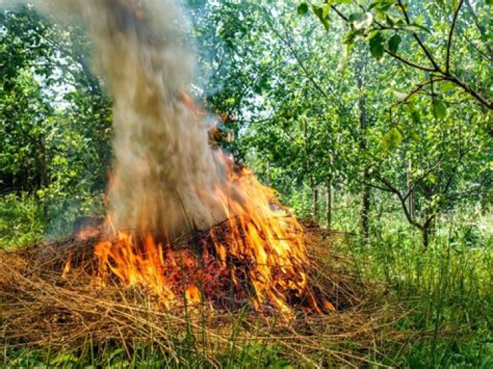 how to burn trees - Lisbd-net.com
