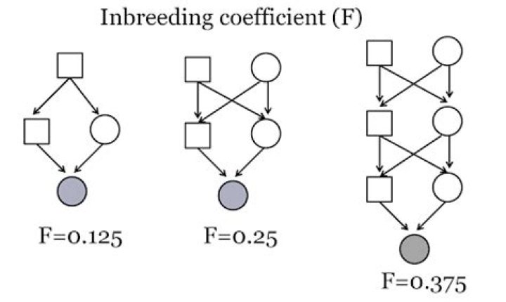 how to calculate inbreeding coefficient