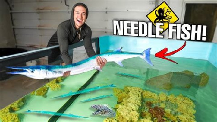 how to catch needle fish