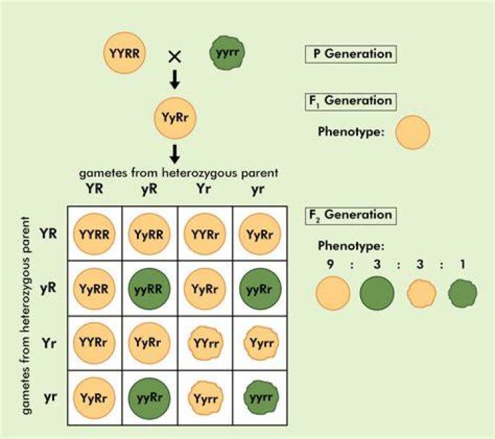 how to determine parental genotypes