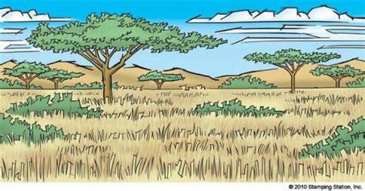 how to draw a savanna tree