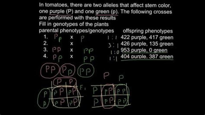 how to find genotype and phenotype