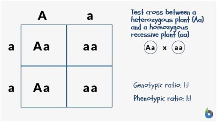 how to find the genotype