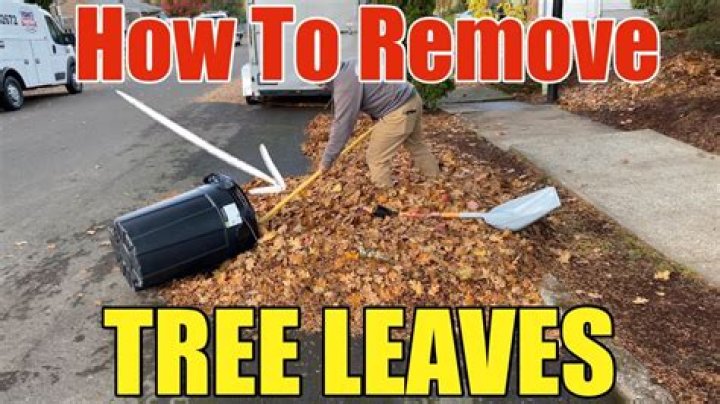 how to get leaves out of rocks