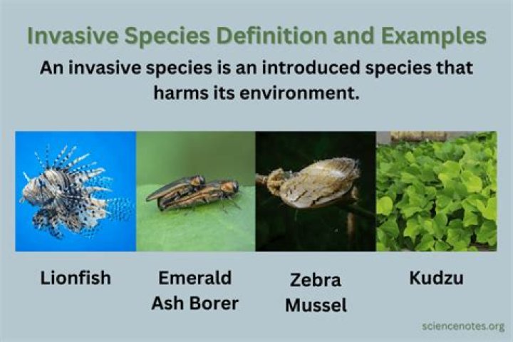 how to get rid of invasive animals