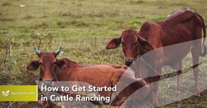 how to get started in cattle ranching