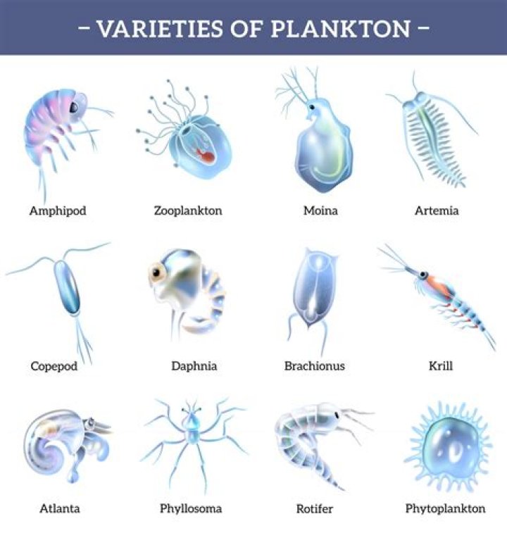 how to grow zooplankton - Lisbd-net.com