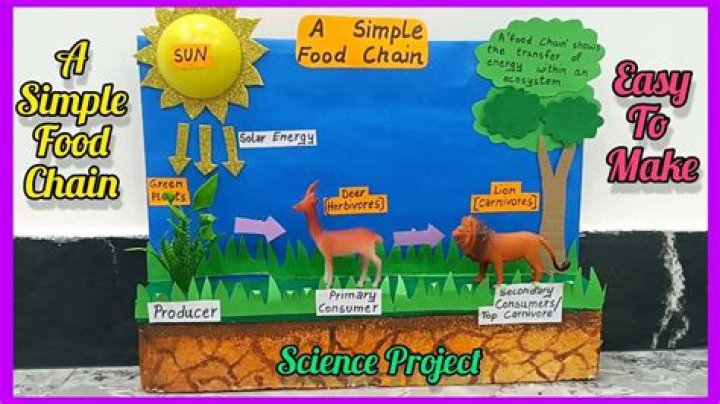how to make a food chain project
