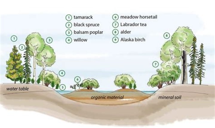 how to make swamp land usable
