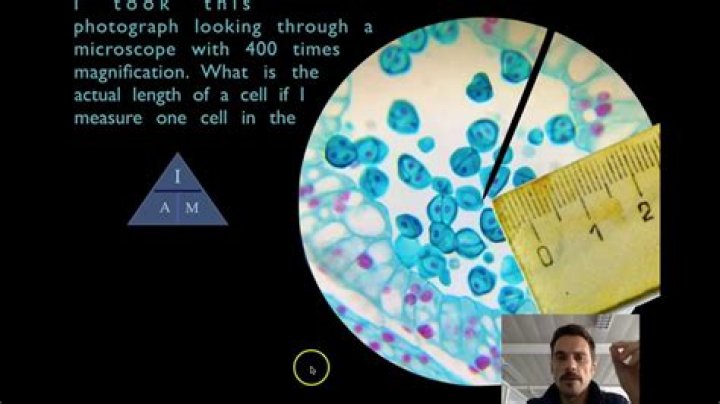 how to measure cell size under microscope