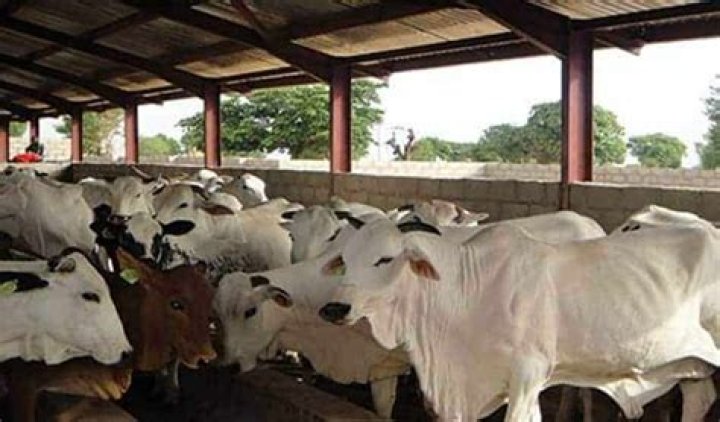 how to start cattle farming