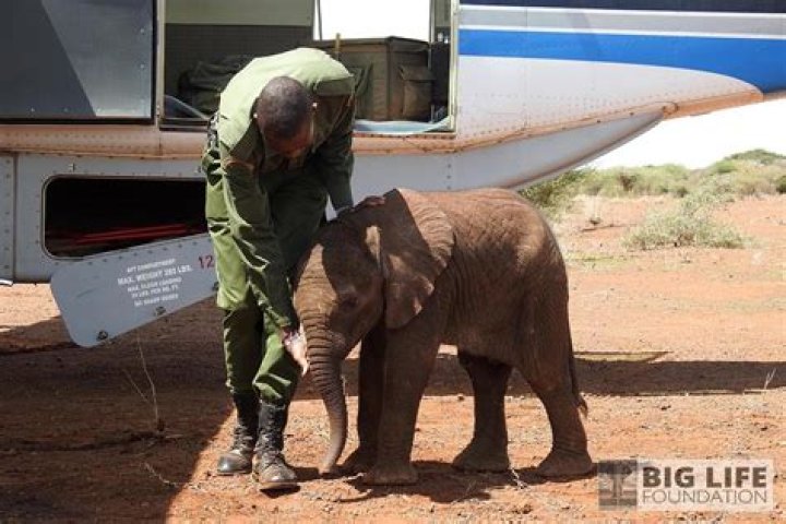 how to stop poaching animals