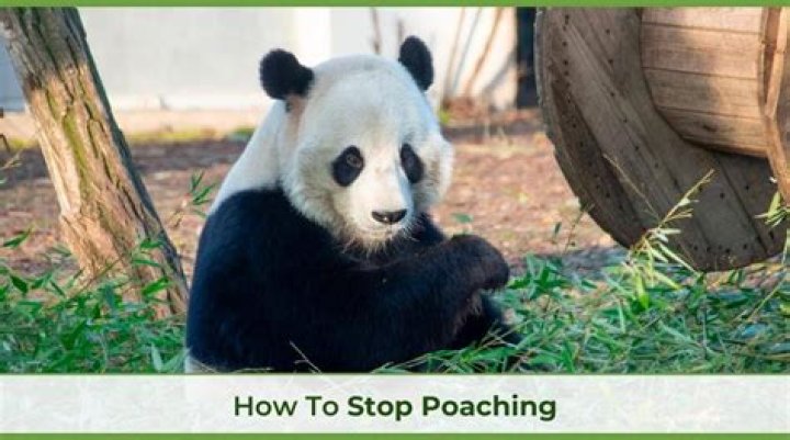how to stop poaching - Lisbd-net.com