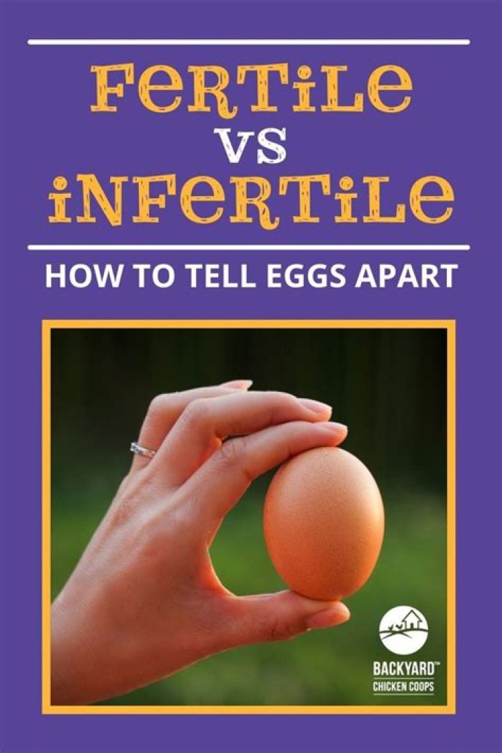 how to tell if anole egg is fertile