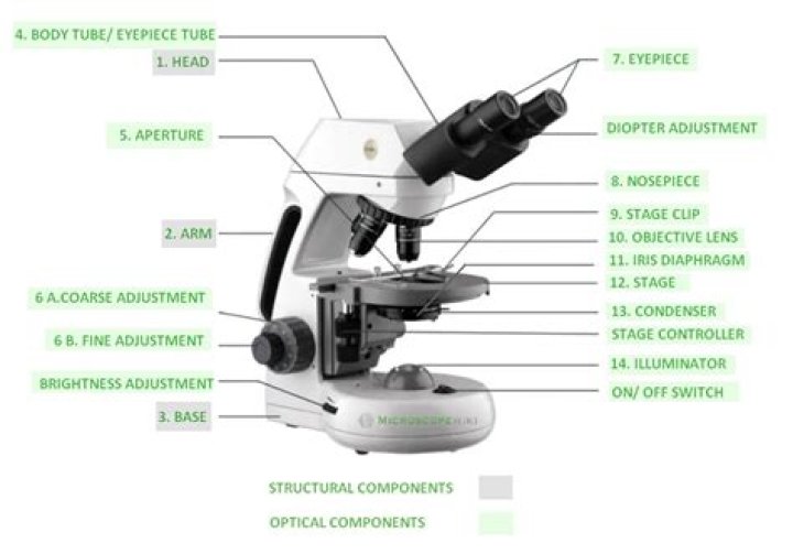how to use a compound light microscope