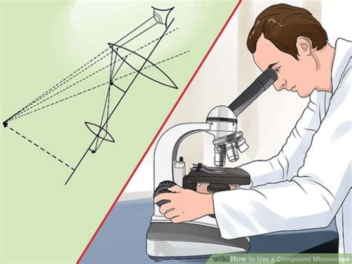 how to use a compound microscope