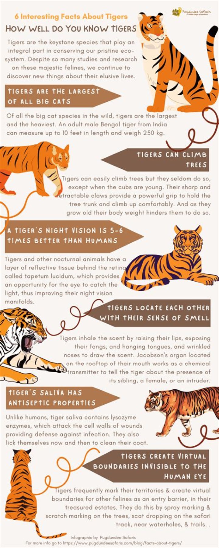 how to work with tigers