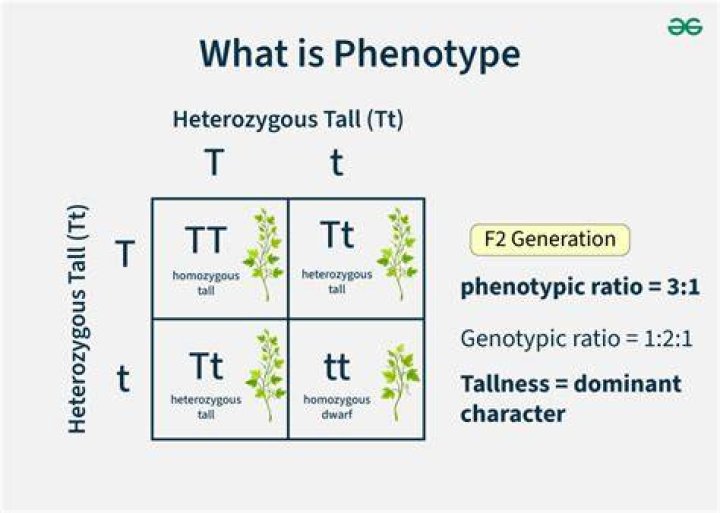 how to write a phenotype