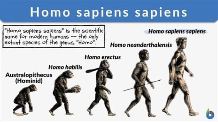 how to write homo sapiens