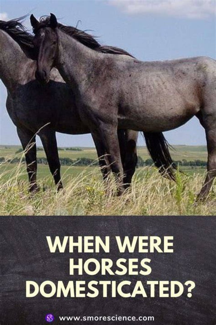 how were horses domesticated - Lisbd-net.com