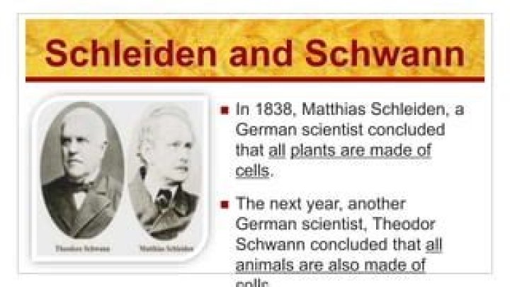 how were the discoveries of schleiden and schwann alike