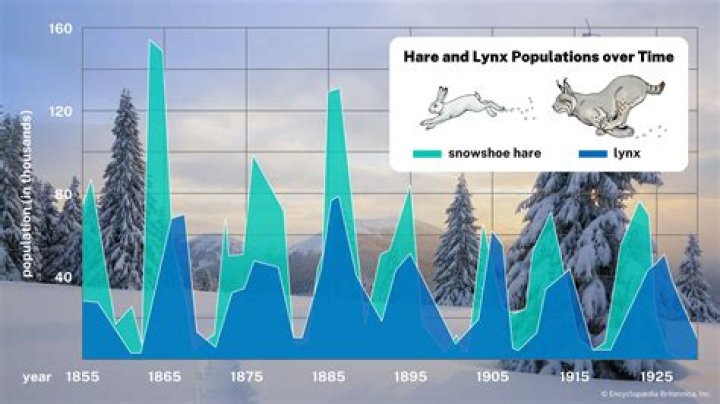 how would a harsh winter most likely affect the rabbit population size?