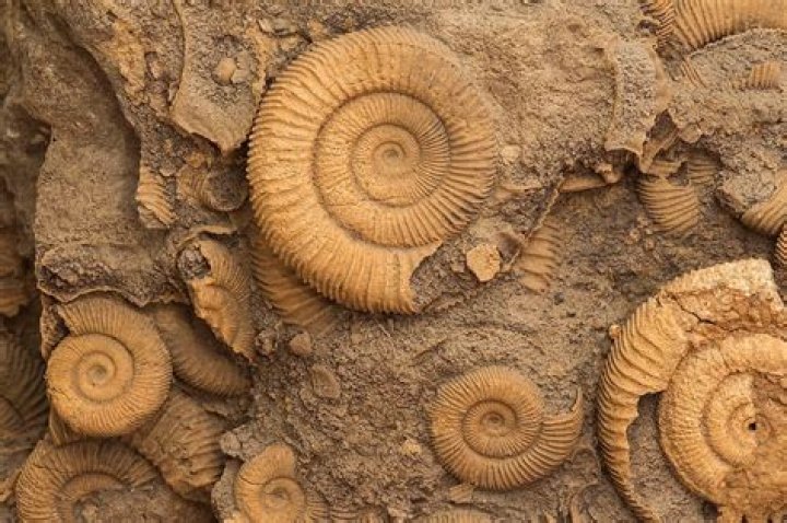 i found a fossil what should i do