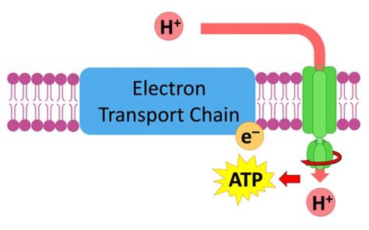 if an electron loses energy what may happen to it