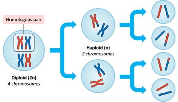if an organism's diploid is 12 what is the haploid