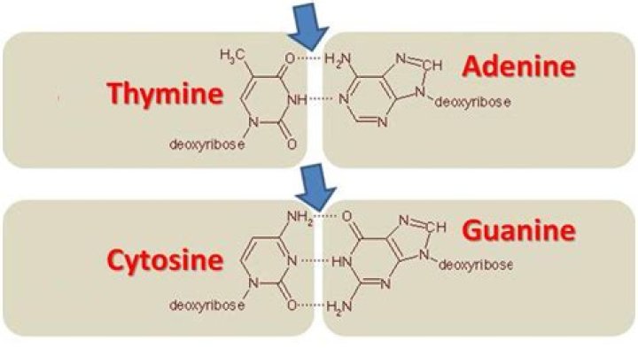 in dna what does cytosine always pair with