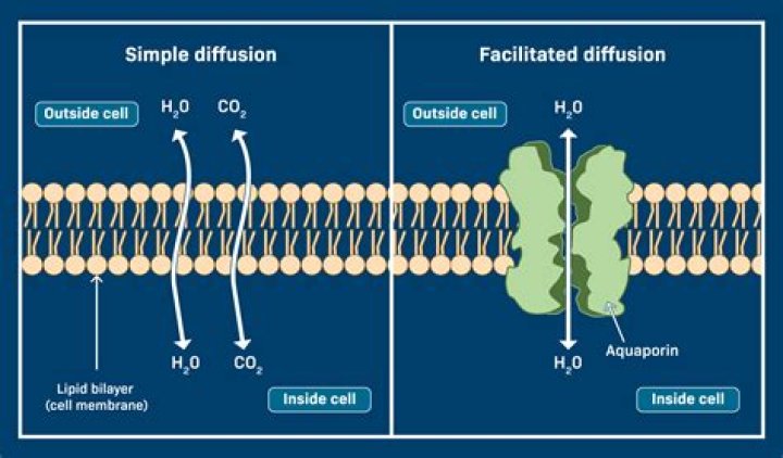 in facilitated diffusion, what helps nutrients cross the membrane wall?